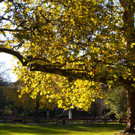 TB7HERBST.jpg