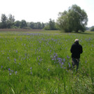 wandern22 Eriskirch Ried.jpg