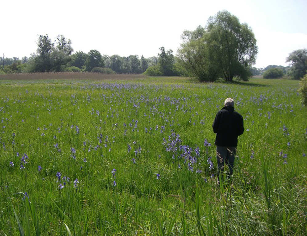 wandern22 Eriskirch Ried.jpg