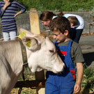 Vieh 2012_089.jpg