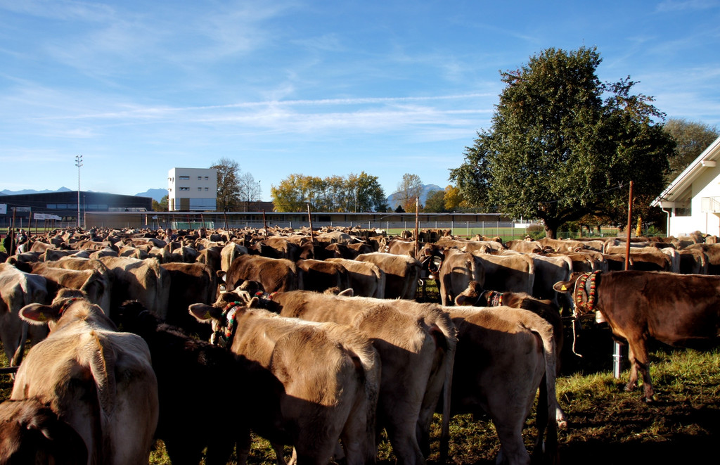 # Titelbild _47_ Das Braunvieh stand zur Pr__mierung bereit.JPG