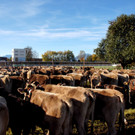 # Titelbild _47_ Das Braunvieh stand zur Pr__mierung bereit.JPG