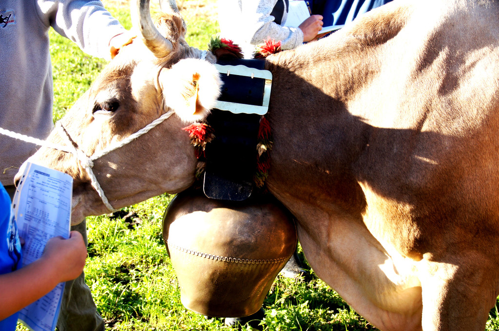 Das Vieh war blitzsauber herausgeputzt.JPG