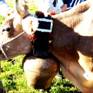 Das Vieh war blitzsauber herausgeputzt.JPG