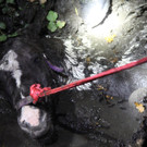 Pferd aus Riedgraben in Lustenau gerettet