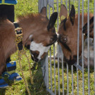 DSC_4257.jpg