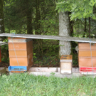 Acht Bienenvölker in Doren gestohlen