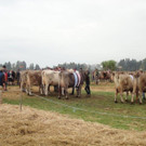 DSC03927.jpg