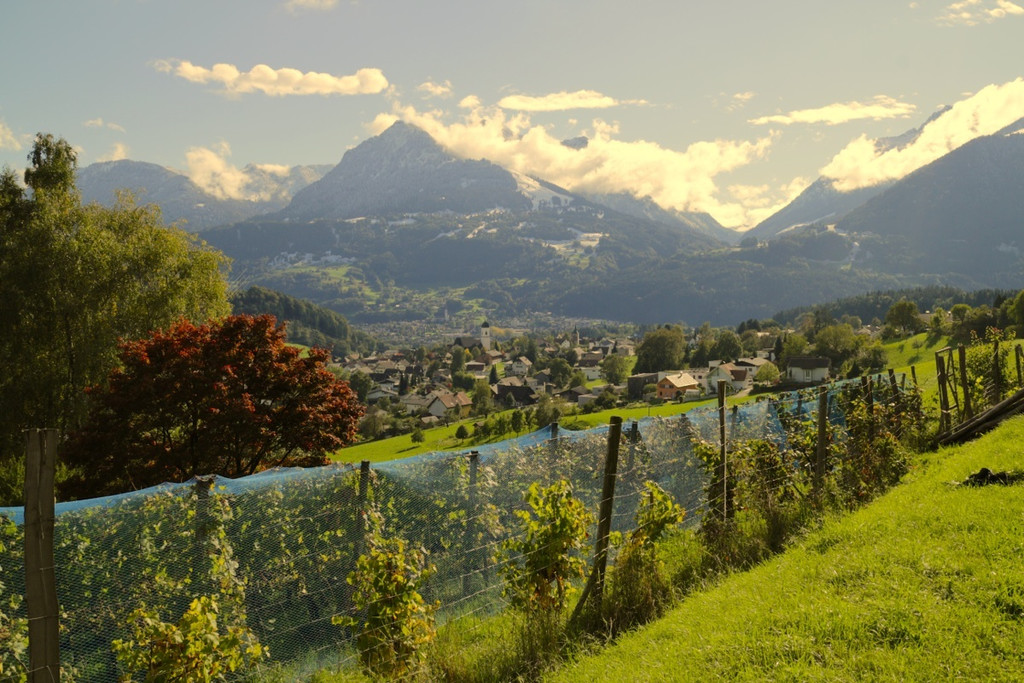 KOE_Traubenlese Chardonnay Goefis 1.jpg