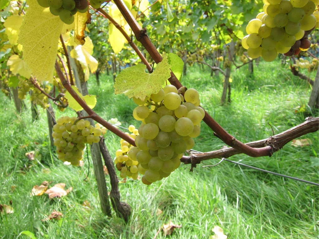 KOE_Traubenlese Chardonnay Goefis 2.jpg