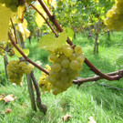 KOE_Traubenlese Chardonnay Goefis 2.jpg