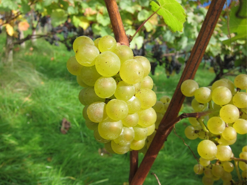 KOE_Traubenlese Chardonnay Goefis 3.jpg
