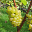 KOE_Traubenlese Chardonnay Goefis 3.jpg