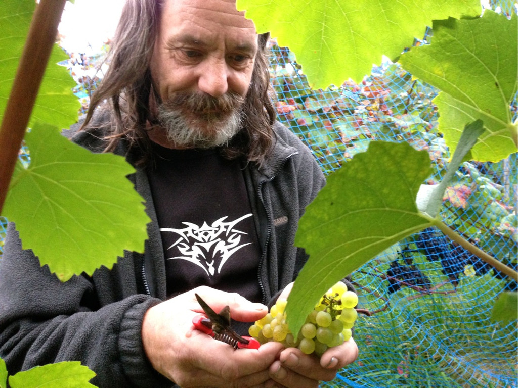KOE_Traubenlese Chardonnay Goefis 4.jpg