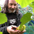 KOE_Traubenlese Chardonnay Goefis 4.jpg