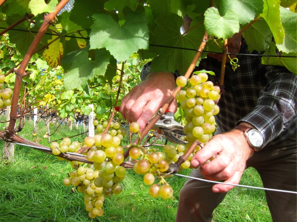 KOE_Traubenlese Chardonnay Goefis 5.jpg