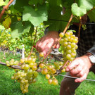 KOE_Traubenlese Chardonnay Goefis 5.jpg