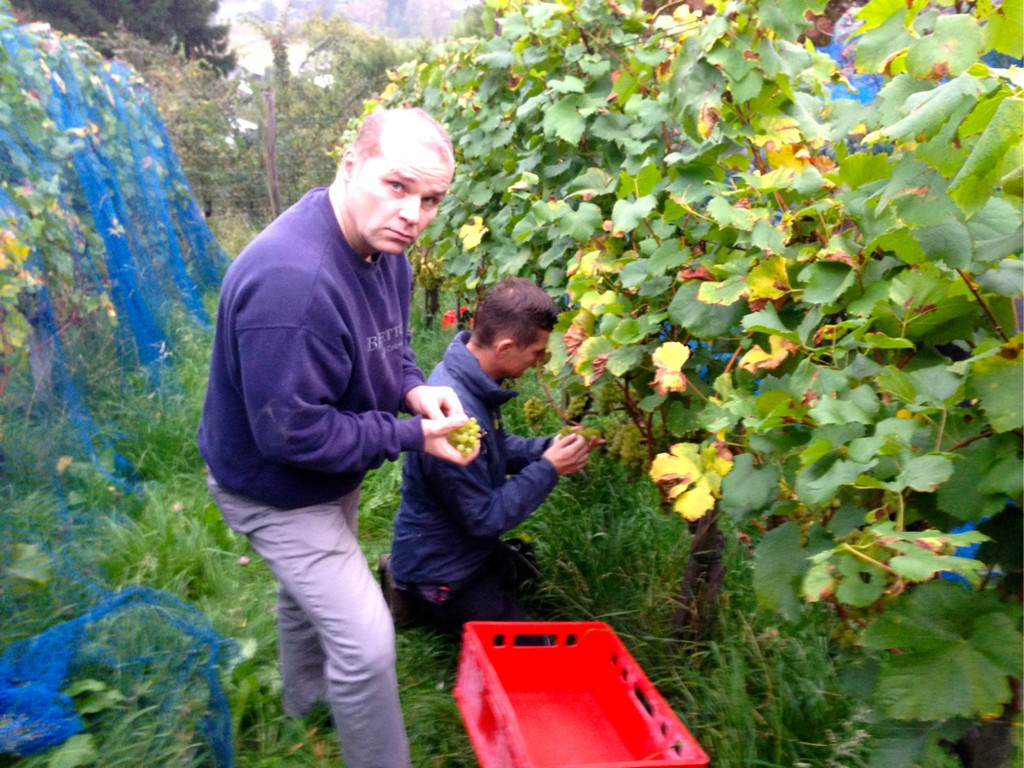 KOE_Traubenlese Chardonnay Goefis 6.jpg