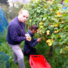 KOE_Traubenlese Chardonnay Goefis 6.jpg