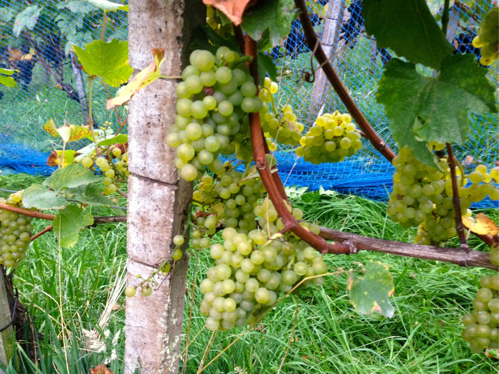 KOE_Traubenlese Chardonnay Goefis 7.jpg