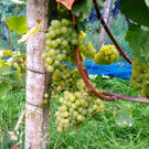 KOE_Traubenlese Chardonnay Goefis 7.jpg