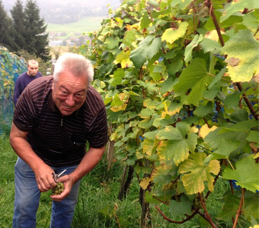 KOE_Traubenlese Chardonnay Goefis 8.jpg