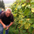 KOE_Traubenlese Chardonnay Goefis 8.jpg