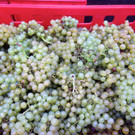 KOE_Traubenlese Chardonnay Goefis 10.jpg