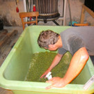 KOE_Traubenlese Chardonnay Goefis 12.jpg