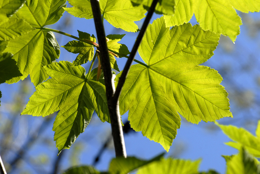 _DSC00040001_1_JPG-1273005048