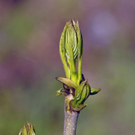 _DSC00060001_JPG-1273005092