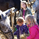 Ziegen und Pferde-57.jpg