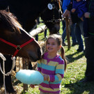 Ziegen und Pferde-51.jpg