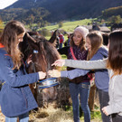 Ziegen und Pferde-45.jpg