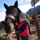 Ziegen und Pferde-37_1.jpg