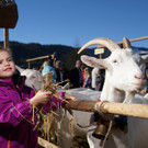 Ziegen und Pferde-30.jpg