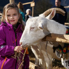 Ziegen und Pferde-28.jpg