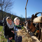 Ziegen und Pferde-25.jpg