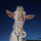 Ziegen und Pferde-24.jpg