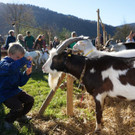 Ziegen und Pferde-23.jpg