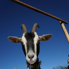 Ziegen und Pferde-20.jpg