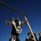 Ziegen und Pferde-19.jpg