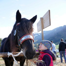 Ziegen und Pferde-36_2.jpg