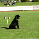 23. ISPU Riesenschnauzer WM  im Mösle Stadion