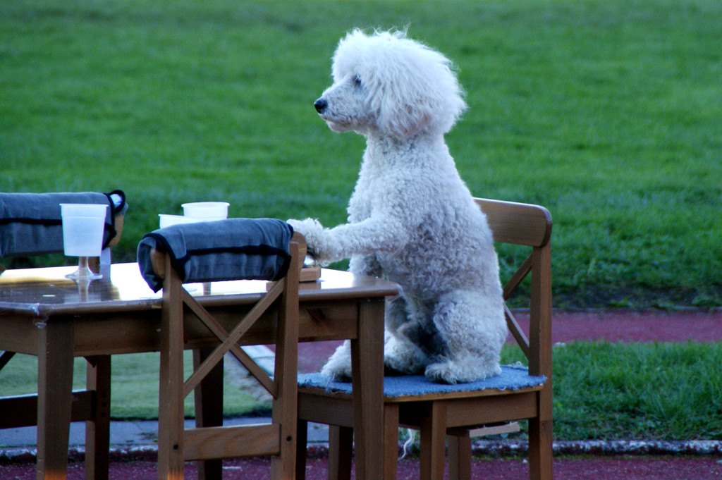 Dinner for one.JPG