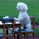 Dinner for one.JPG