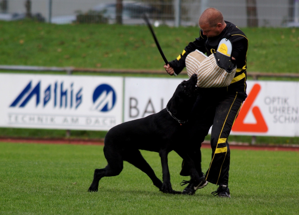 Gute Punktezahlen beim Schutz.JPG