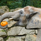 PA_Halloween_Elefant.jpg