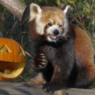 PA_Halloween_RoterPanda.jpg