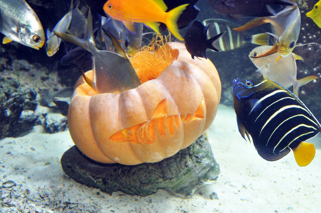 Halloweenfische-G__ntherHulla.jpg